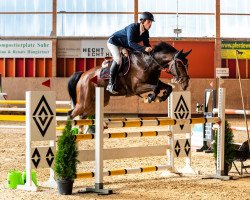 jumper Calida As Z (Zangersheide riding horse, 2013, from Coronino)