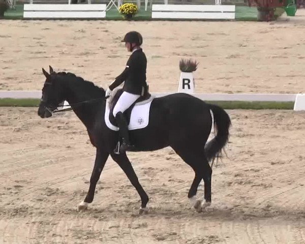 Reitturnier Linkenheim-Hochstetten 2015