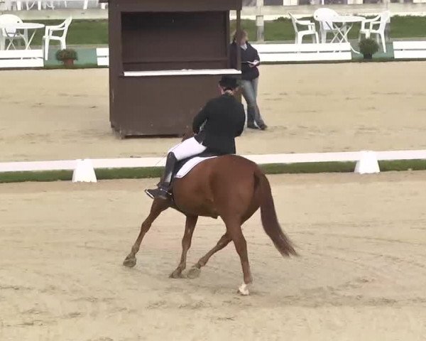 Reitturnier Linkenheim-Hochstetten 2015