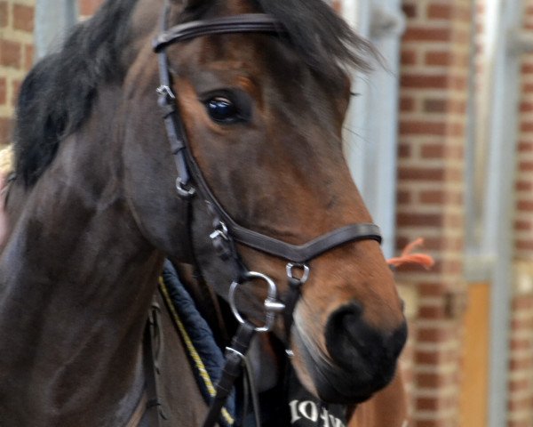 Pferd Jana (Rheinländer,  , von Ekido)