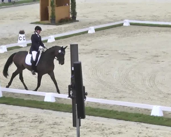 Reitturnier Linkenheim-Hochstetten 2015