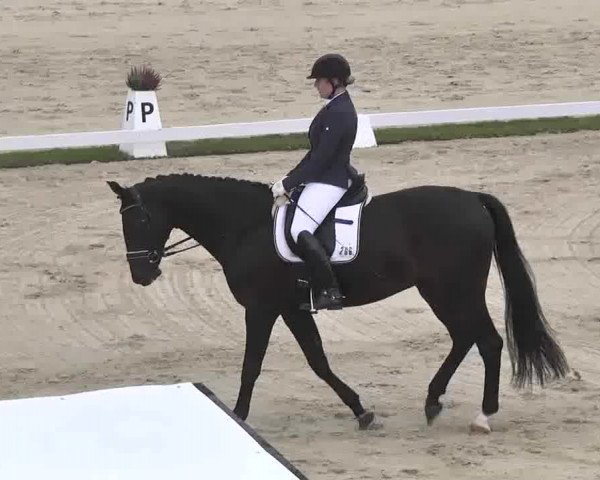 Reitturnier Linkenheim-Hochstetten 2015