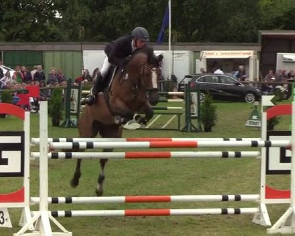 Springpferd Quido 16 (Holsteiner, 2012, von Quidado)