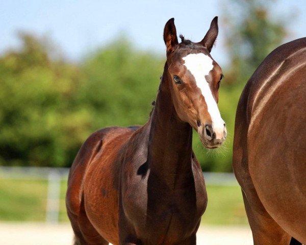 horse Quest Water (Oldenburg show jumper, 2020, from Quintero)