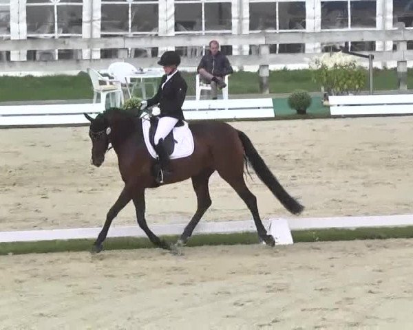 Reitturnier Linkenheim-Hochstetten 2015