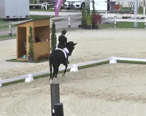 Reitturnier Linkenheim-Hochstetten 2015