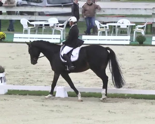 Reitturnier Linkenheim-Hochstetten 2015