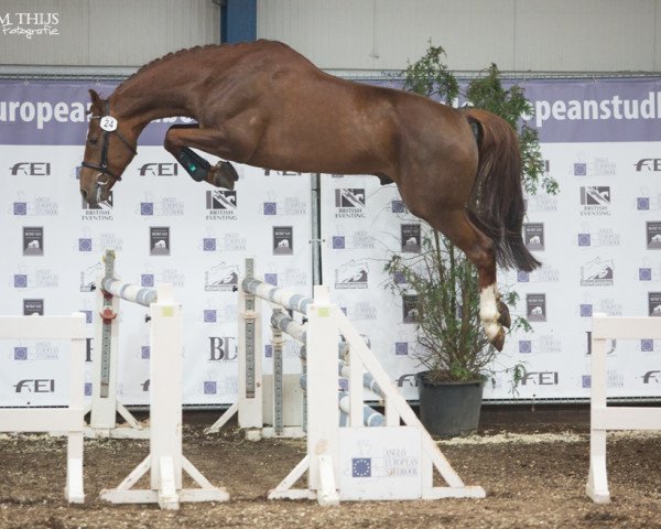 jumper Gotha de La Brasserie (Belgium Sporthorse, 2012, from I'm Special de Muze)