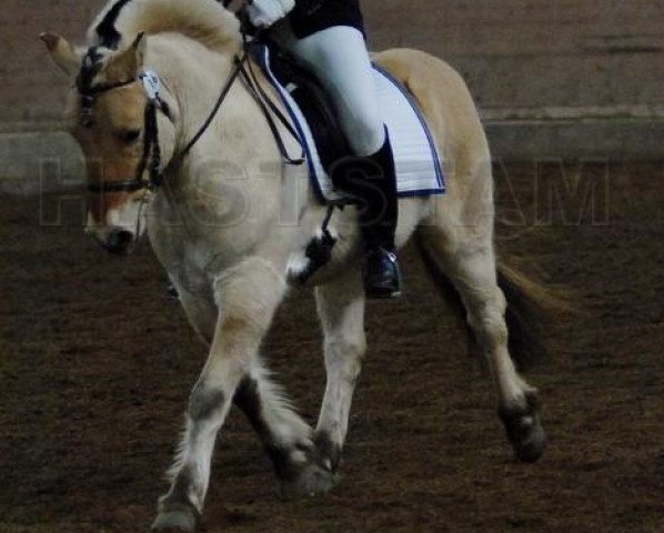 horse Haldol Kry (Fjord Horse, 2005, from Hugo 179 SWE)