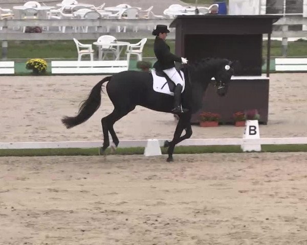Reitturnier Linkenheim-Hochstetten 2015