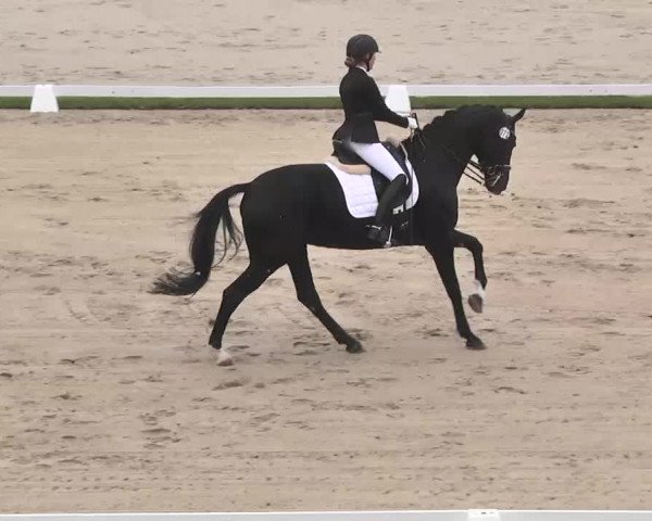 Reitturnier Linkenheim-Hochstetten 2015