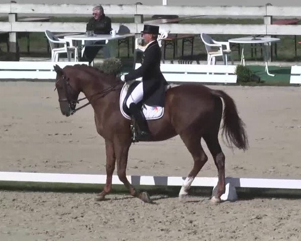 Reitturnier Linkenheim-Hochstetten 2015
