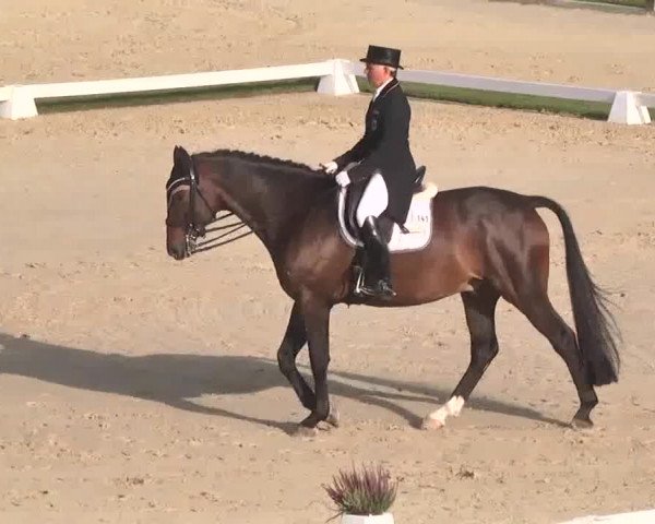 Reitturnier Linkenheim-Hochstetten 2015