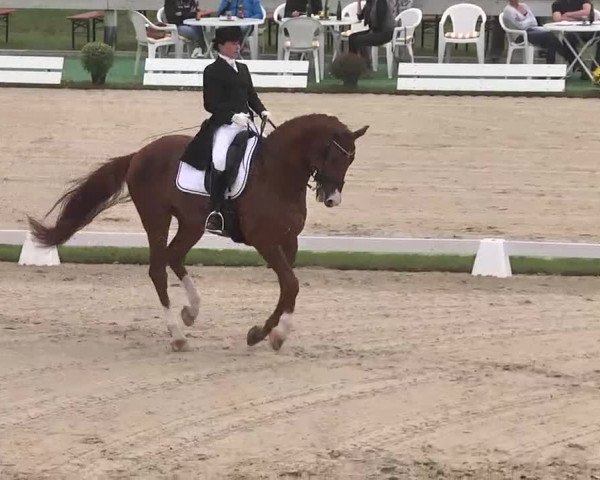 Reitturnier Linkenheim-Hochstetten 2015
