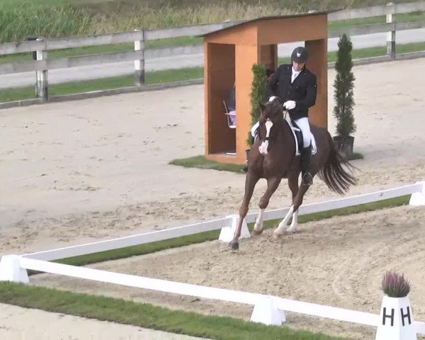 Reitturnier Linkenheim-Hochstetten 2015