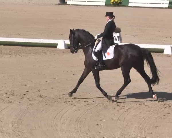 Reitturnier Linkenheim-Hochstetten 2015