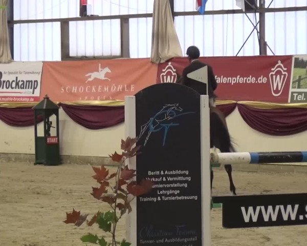 CSI Damme 2015