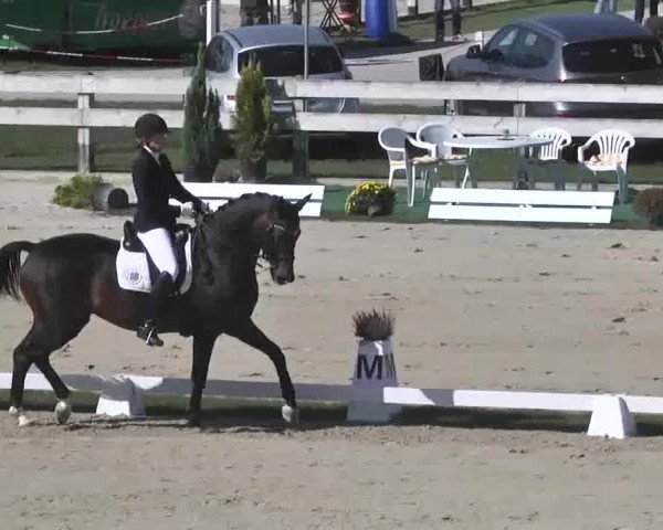 Reitturnier Linkenheim-Hochstetten 2015