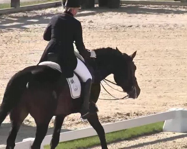Reitturnier Linkenheim-Hochstetten 2015