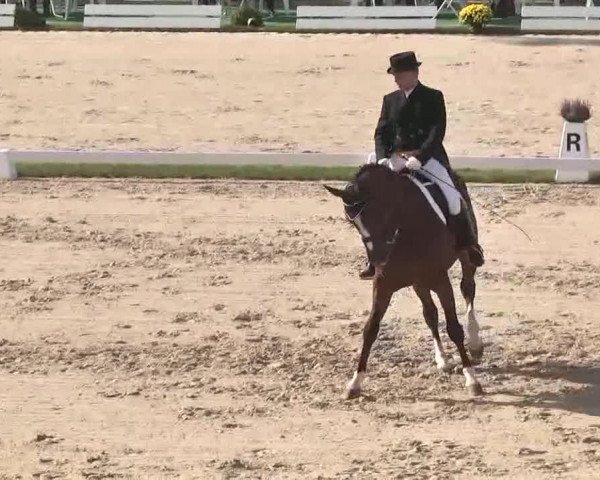 Reitturnier Linkenheim-Hochstetten 2015