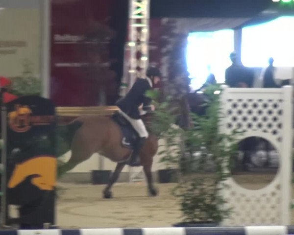 CSI Damme 2015