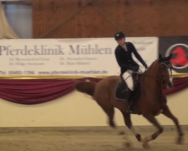 CSI Damme 2015