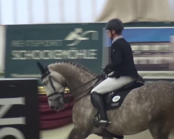 CSI Damme 2015