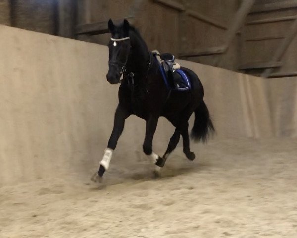 horse Cezar (polish noble half-breed, 2017, from Rulon)