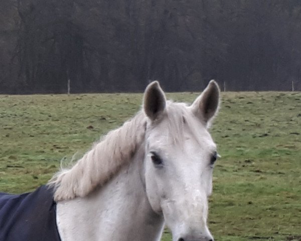 broodmare Cathay Pacific 2 (Oldenburg, 2010, from Cantoblanco)
