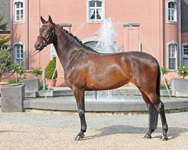 dressage horse Carlotta B. (Hanoverian, 2010, from Cevin Costner) dressage horse Carlotta B. (Hanoverian, 2010, from Cevin Costner)