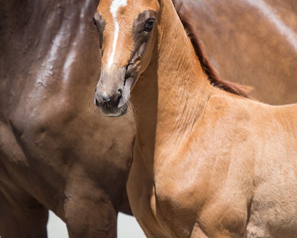 horse Verona WS (Westphalian, 2018, from Vitalis)
