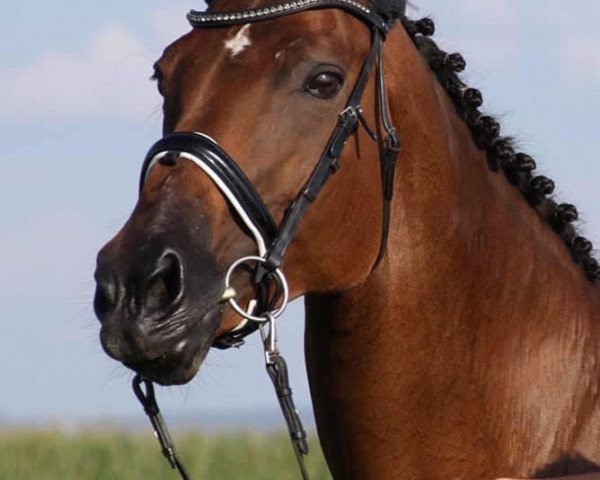 broodmare Donaufürstin (Trakehner, 2005, from Donaufischer) broodmare Donaufürstin (Trakehner, 2005, from Donaufischer)