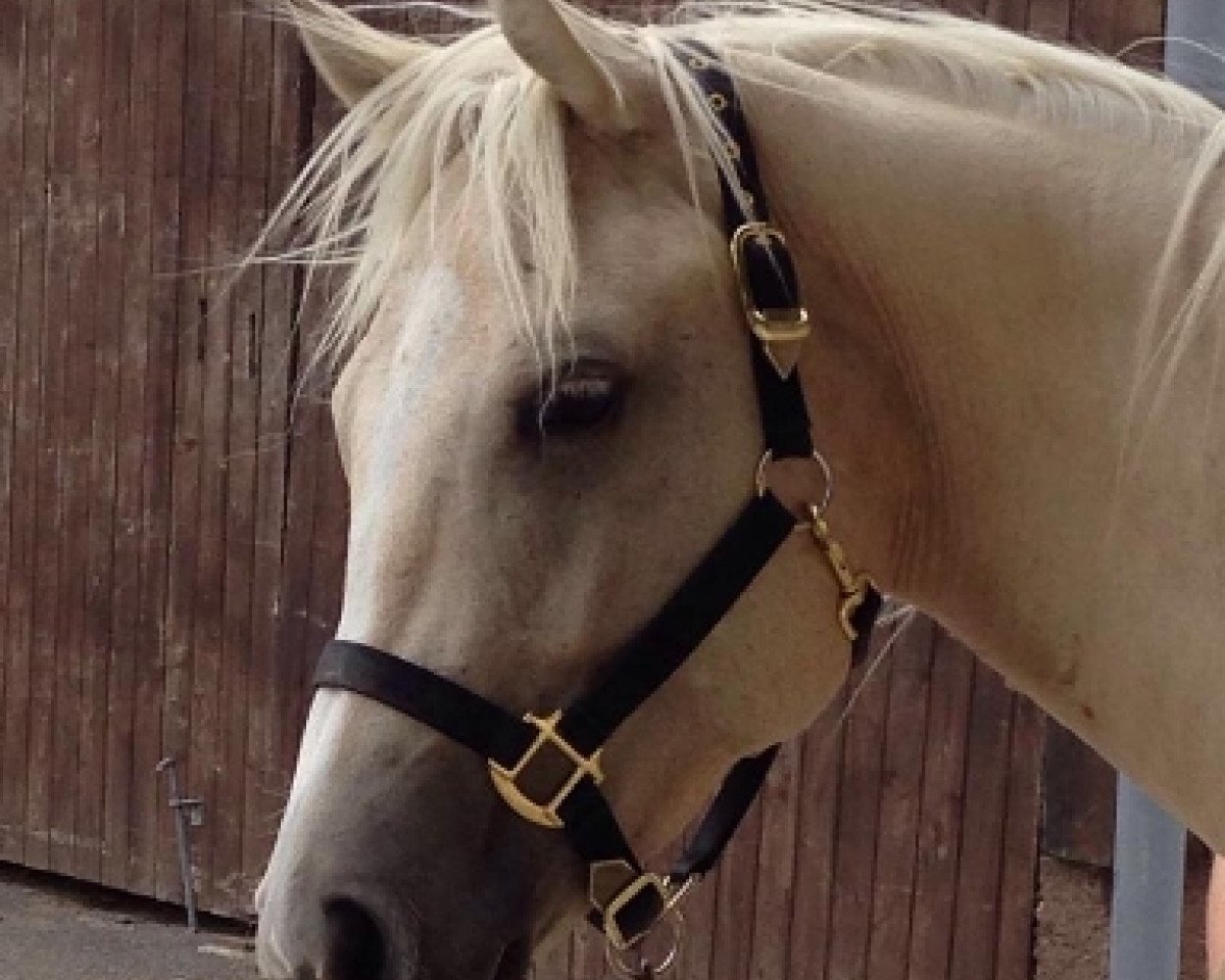 Pferd LS Undeniably Staint (Quarter Horse, 2016)