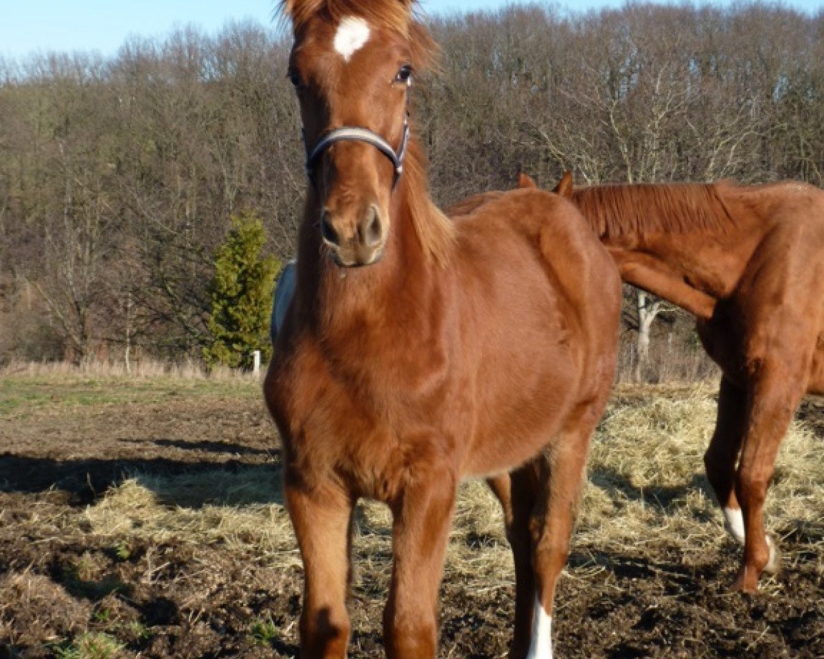 Pferd Mister Fox (Deutsches Sportpferd, 2019)