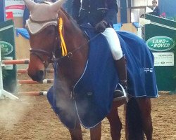 jumper Merva (Zangersheide riding horse, 2012, from Nonstop)