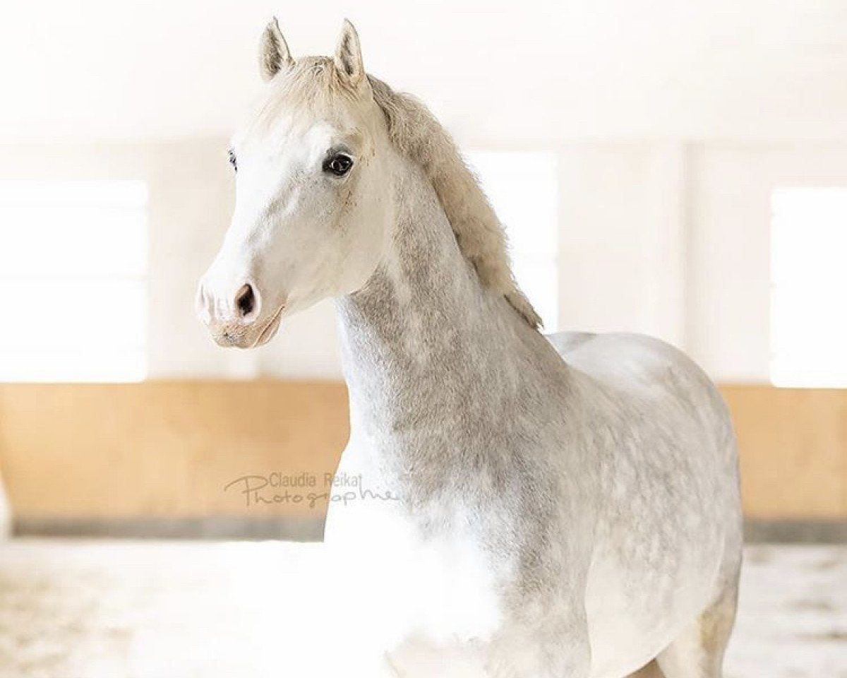 Deckhengst Mr. Zauberhaft (Deutsches Reitpony, 2015, von The Braes My Mobility)