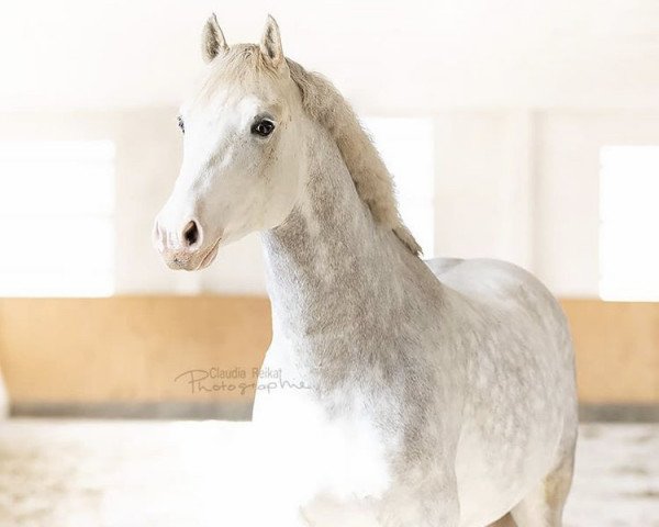 Deckhengst Mr. Zauberhaft (Deutsches Reitpony, 2015, von The Braes My Mobility)