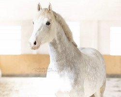 stallion Mr. Zauberhaft (German Riding Pony, 2015, from The Braes My Mobility)