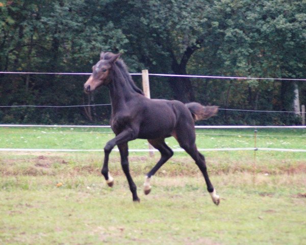 horse Bambi (Oldenburg,  , from Bon Amour 4)