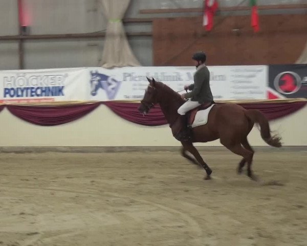 CSI Damme 2015