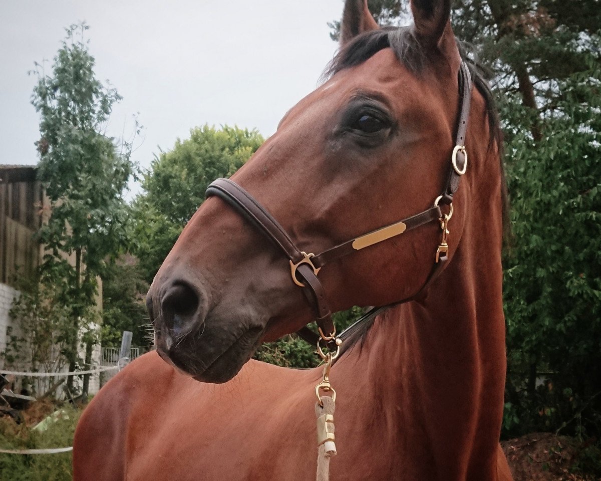 Pferd Aquilando (Hessisches Warmblut, 1998, von Aleman)