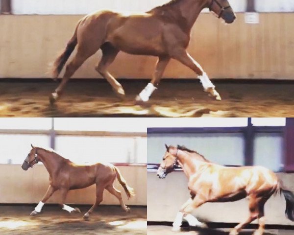 Pferd Sir Aramis (Hannoveraner, 2015, von Scuderia)