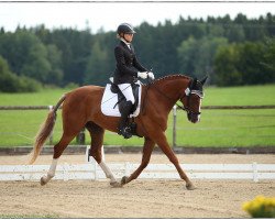dressage horse Don Juan De Niro (German Sport Horse, 2015, from De Niro)