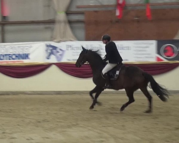 CSI Damme 2015
