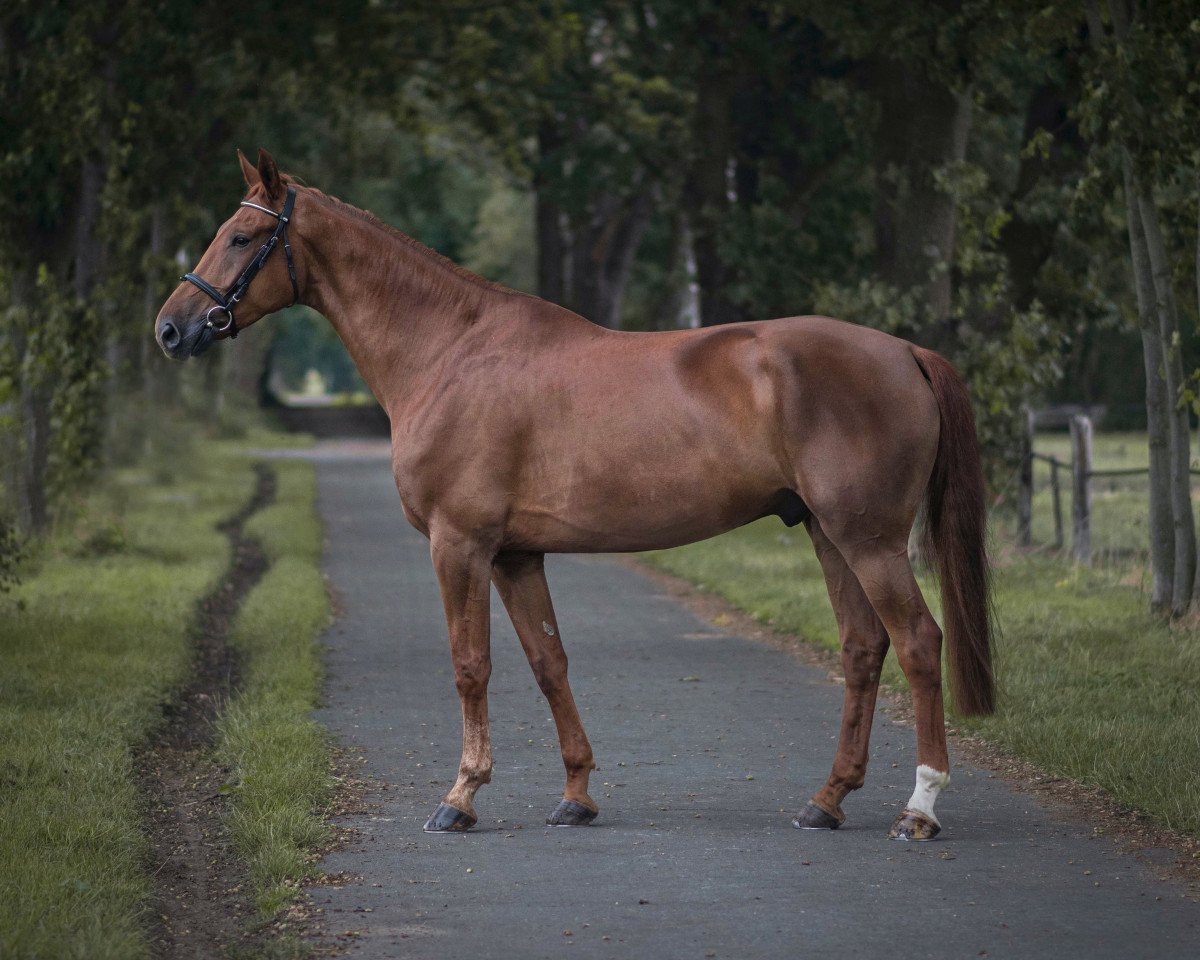 Springpferd Gregorian of Frielingen (Zangersheide Reitpferd, 2013, von Gavi)