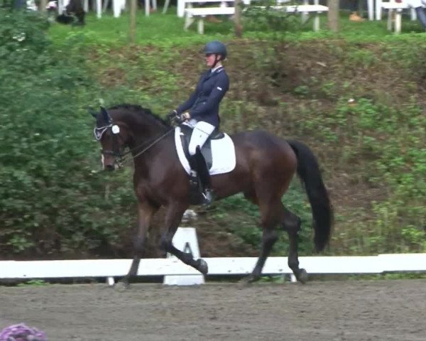 Reitturnier Bad Segeberg 2015