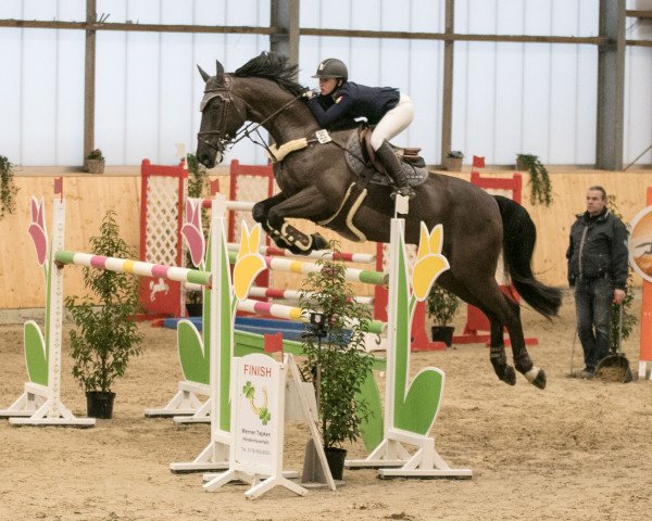 jumper Carracio 2 (Hanoverian, 2009, from Calido I) jumper Carracio 2 (Hanoverian, 2009, from Calido I)