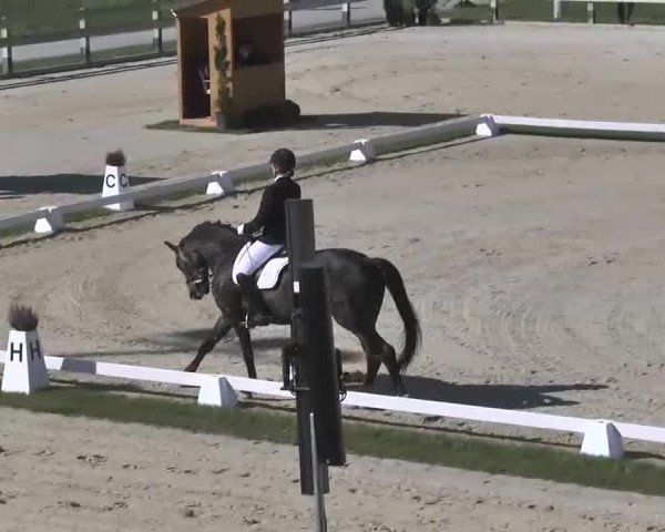 Reitturnier Linkenheim-Hochstetten 2015