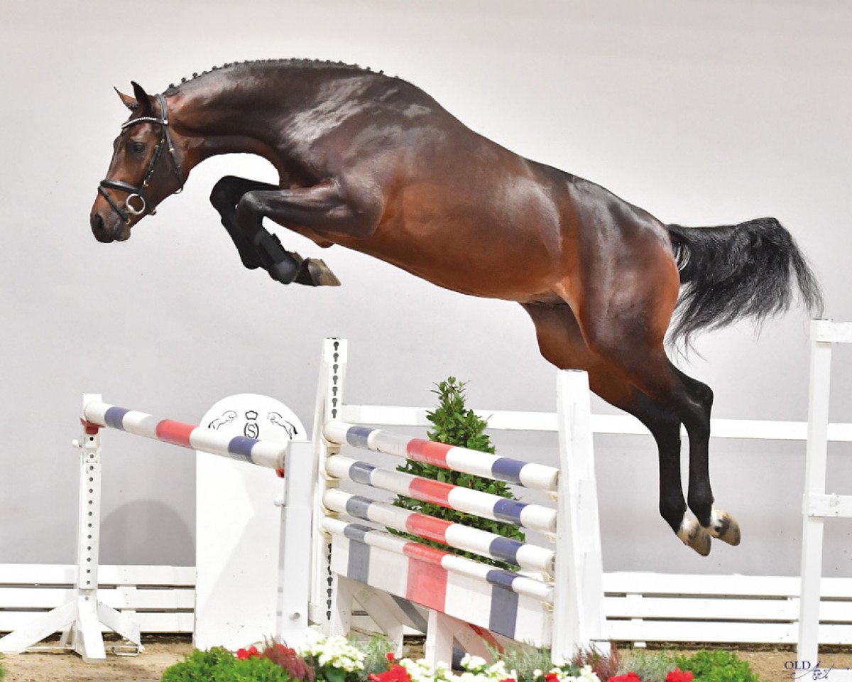 stallion Cornet's Carpaccio RT (Zangersheide riding horse, 2017, from Cornet Obolensky)