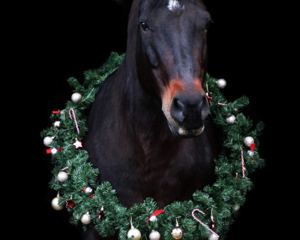 dressage horse Blue Moon Via Valletta (Connemara Pony, 2004, from Dreikronen Lucky Star)